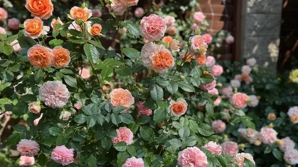 Это растение нужно сильно обрезать в октябре – иначе зимой оно может погибнуть