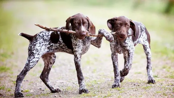 Какие собаки любят делать вред в доме: ветеринары назвали 7 игривых пород