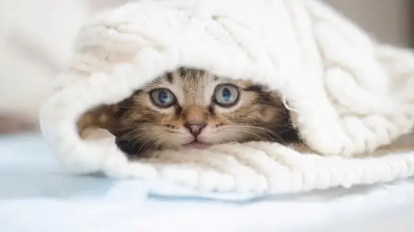 Коты в холодную погоду могут замерзнуть даже дома: ветеринары объяснили, как этого избежать