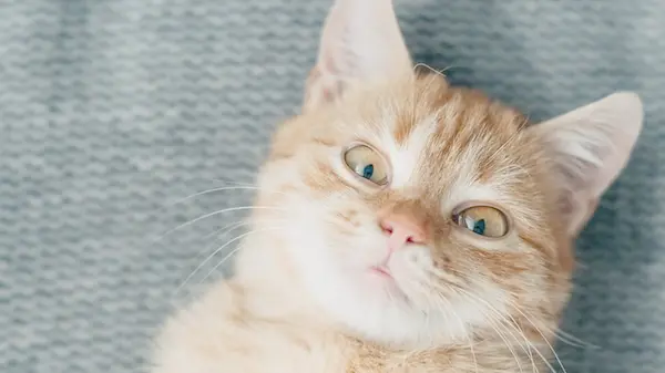 Почему кошка вас лижет: не потому, что она тайно вас любит