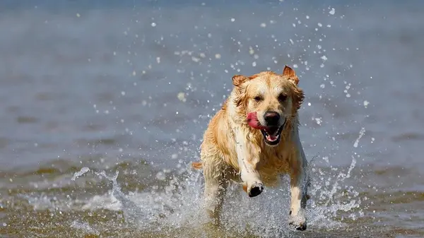 Ваша собака не спит из-за вас: как эмоции влияют на животных