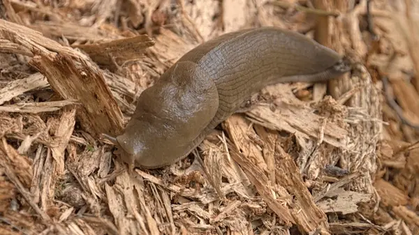 Улитки исчезнут без следа: в октябре внесите 40 этого на квадрат земли — и проблема решена