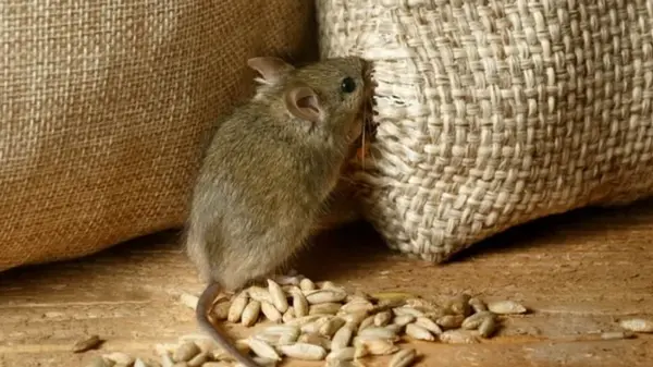 Навсегда забудут дорогу: что положить в погребе от мышей и крыс — лучшая защита