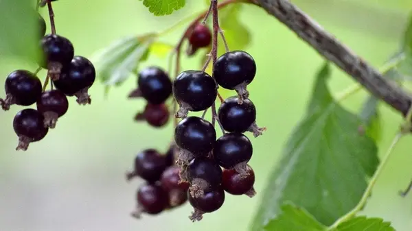 В чем суперсила фиолетовых овощей и фруктов