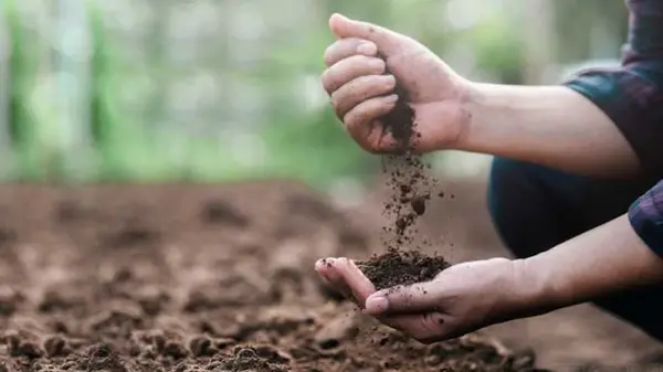 Как осенью восстановить плодородие почвы без навоза: эффективная формула здорового сада