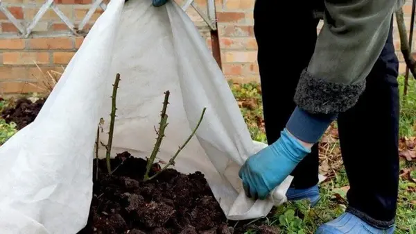 Как правильно накрыть розы, чтобы хорошо перезимовали и пышно цвели в следующем сезоне