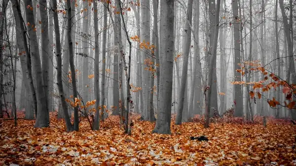 Гороскоп на неделю: для всех знаков зодиака