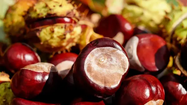 Будете собирать каштаны ведрами: как с помощью этих плодов решить кучу бытовых проблем