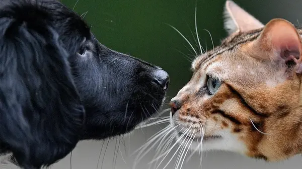 Эти «советы» могут навредить вашему любимцу: 10 опасных мифов о животных