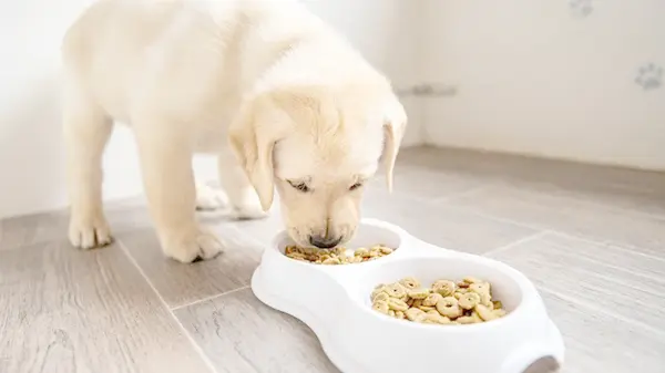 Сколько должен есть щенок: советы, которые помогут вырастить здорового питомца