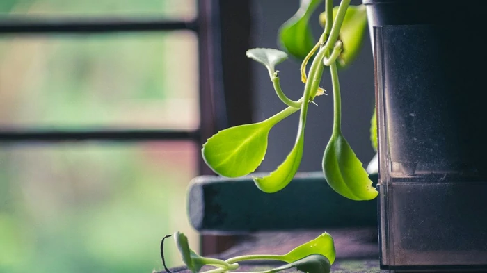 Один трюк с зеркалом меняет жизнь комнатных цветов осенью: о чем важно помнить в уходе