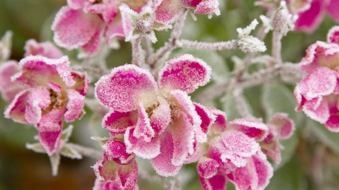 Как продлить лето в своем саду: растения, которые цветут и радуют глаз до самых морозов