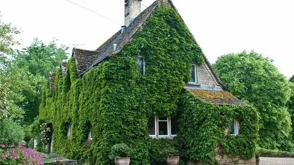 Четыре опасных растения, которые разрушают ваш дом и сад — советы экспертов