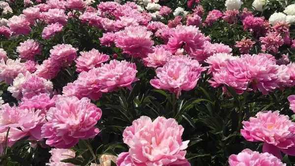 7 многолетников, которые стоит успеть посадить в октябре, чтобы сад зацвел уже весной