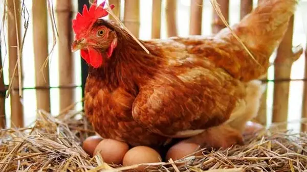 Чтобы куры неслись осенью: что нужно сделать — рекомендуют опытные птицеводы