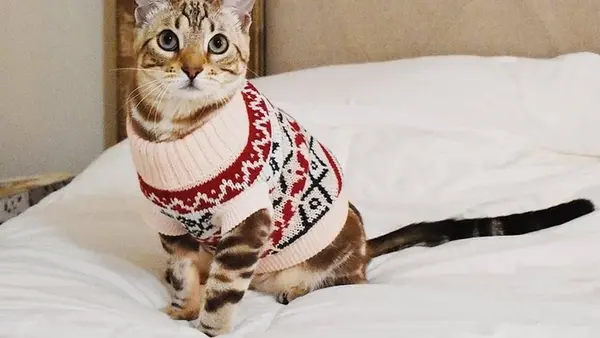 Нужны ли котам свитера: ветеринар ответил на популярный вопрос