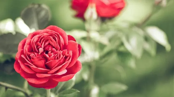 Одна хитрость в конце октября: как навсегда избавиться от черной пятнистости на розах