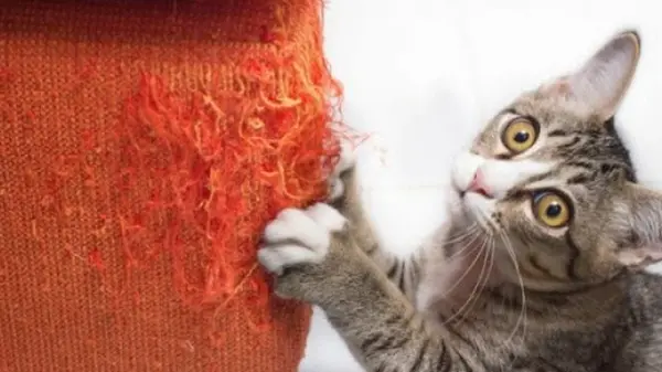 Как защитить диван от кота: проверенный лайфхак