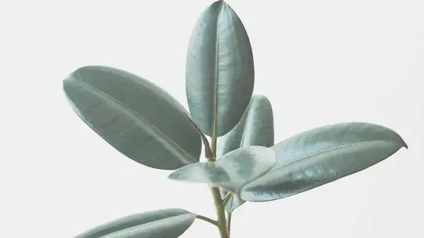 Вырастет даже в стакане с водой: три способа размножить фикус дома