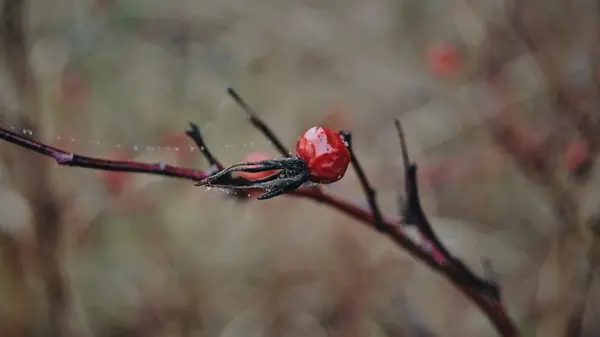 Лунный посевной календарь на ноябрь: когда и что еще можно посеять, чем заниматься на огороде