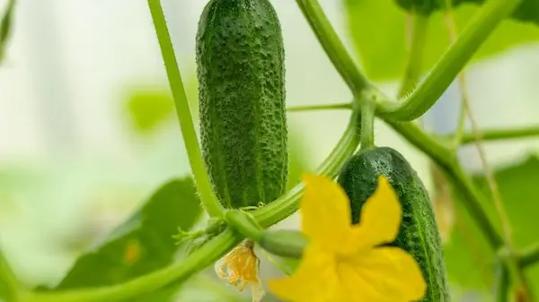 Как вырастить огурцы в помещении и собирать урожай круглый год: советы садоводов