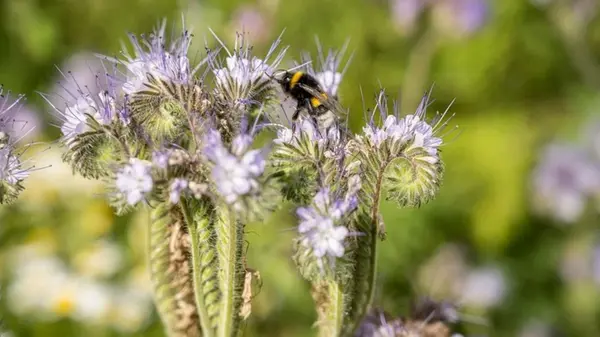 Пырей исчезнет с вашего огорода навсегда: вот какие сидераты спасут от сорняка