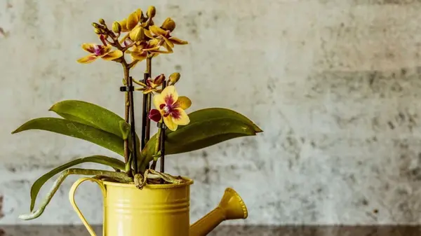 Эта простая манипуляция позволит орхидее цвести снова и снова