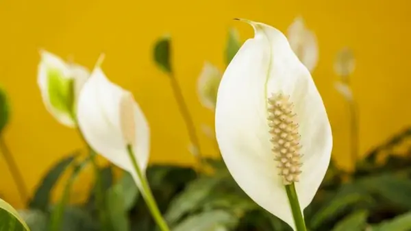 Что делать, если листья лилии мира пожелтели: эксперт объяснил, что вы делаете не так