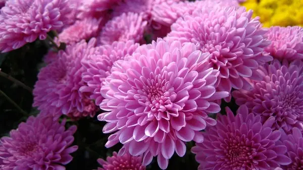 Не выбрасывайте хризантемы после цветения: что сделать, чтобы они цвели не один сезон