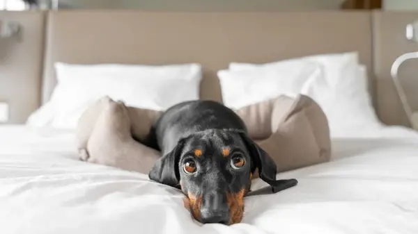 7 маленьких пород собак, которые могут стать надежными сторожами вашего дома