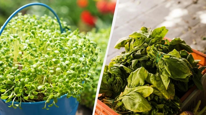 Что можно посадить под зиму, чтобы обойти соседей: свежая зелень уже в апреле