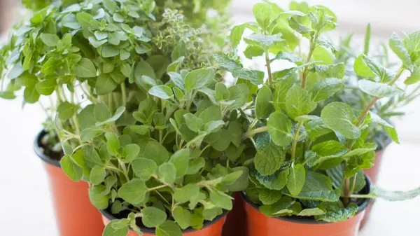 7 комнатных растений, которые заменят диффузоры и наполнят дом ароматом природы