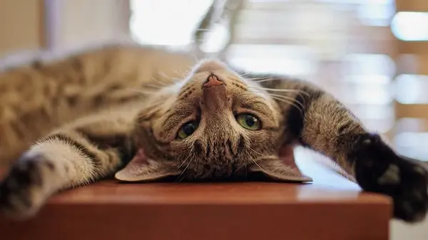 Как отучить кота лазить на стол: советы ветеринаров