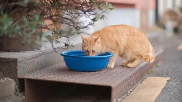 Почему кот переворачивает свою миску с водой: эксперты предупредили о серьезных причинах