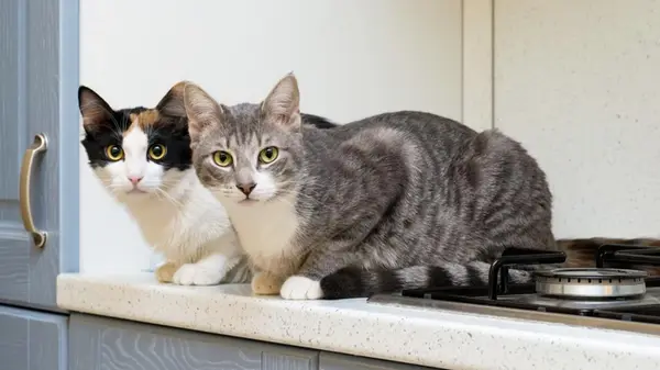 Как отучить кошку ходить по столу: 5 лайфхаков от ветеринара