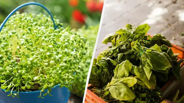 Что можно посадить под зиму, чтобы обойти соседей: свежая зелень уже в апреле