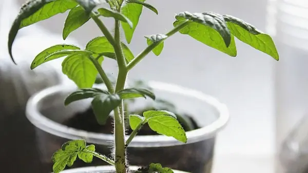 Сеем помидоры осенью и наслаждаемся рекордным весенним урожаем — без лишних хлопот с рассадой