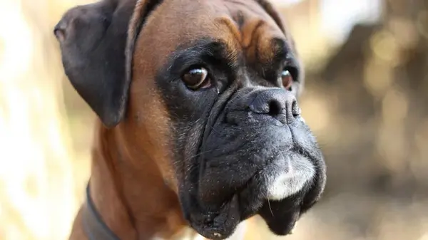 12 человеческих привычек, которые безумно раздражают собак