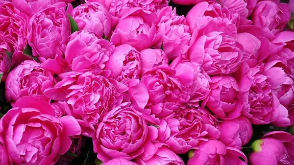 Что обязательно нужно успеть сделать с пионами до зимы