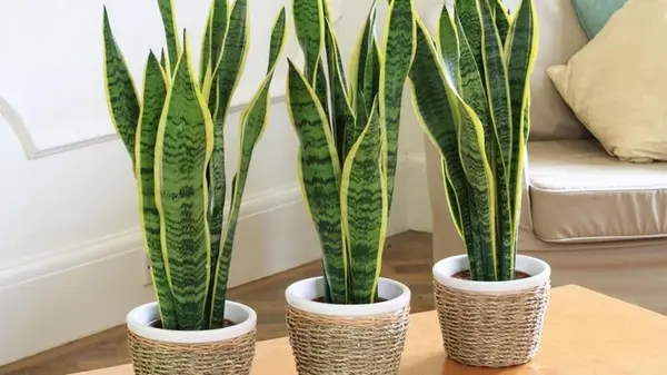 Как ухаживать за сансевиерией зимой, чтобы она оставалась здоровой круглый год