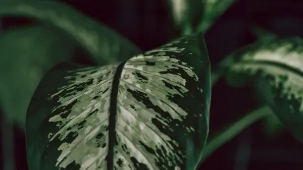 Эти 11 комнатных деревьев быстро озеленят любое пространство