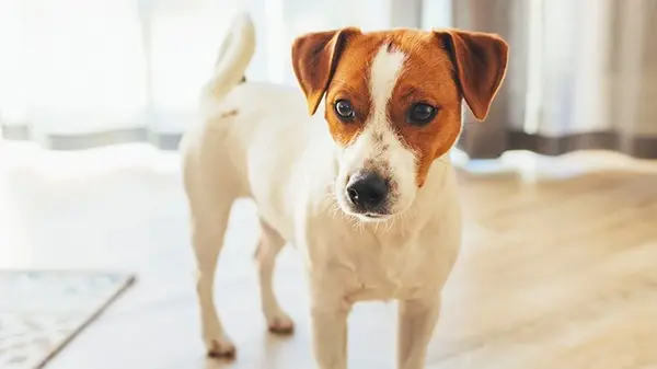 Ваша собака может прожить на 2,5 года меньше: эксперт рассказала о вредной привычке владельцев