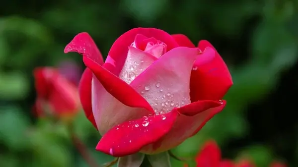 Правильная подготовка роз к зиме: чем и как обработать, как правильно укрывать