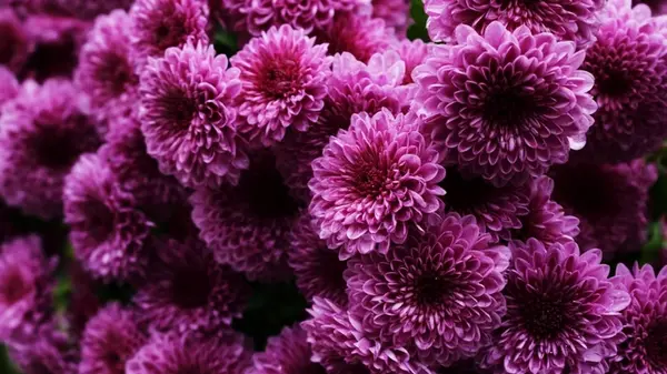 Как размножить хризантемы: черенкование цветов осенью