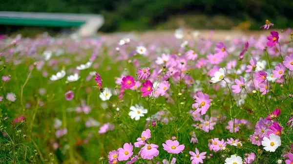 Какие цветы можно сеять на зиму: точно не пожалеете