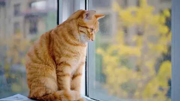 О чем на самом деле думают коты: исследователи удивили ответом