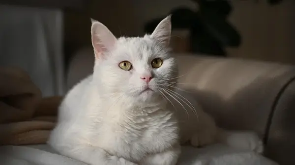 Так кошка показывает свою любовь: если она делает вот это — вы для нее самый дорогой человек