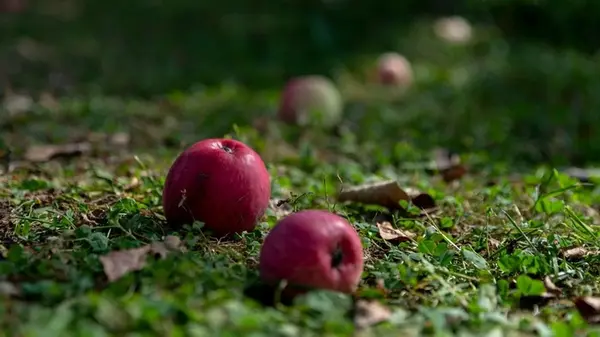 Эти плоды лучше не трогать: почему не стоит собирать яблоки осенью