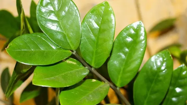 Смешайте несколько простых ингредиентов в воде — и ваш замиокулькас засияет насыщенной зеленью