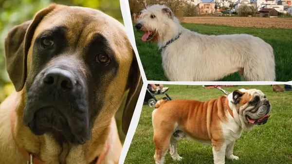 Какие собаки самые спокойные: ветеринары назвали топ-8 пород